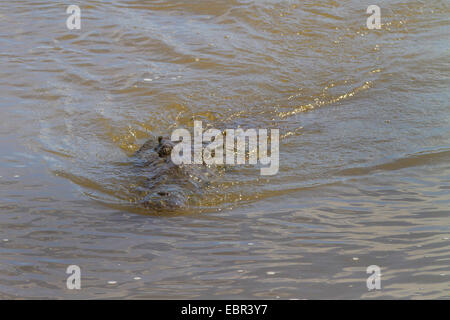 Coccodrillo americano (Crocodylus acutus), nuoto, Costa Rica, Rio Tarcoles Foto Stock