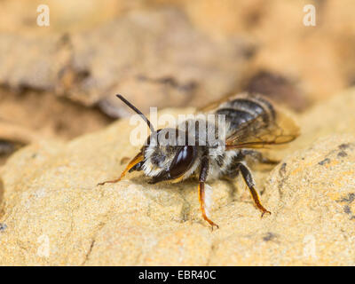 Leafcutter bee, Leafcutter-bee (Megachile ericetorum, Chalicodoma ericetorum, Pseudomegachile ericetorum), maschile seduto su di una pietra, Germania Foto Stock