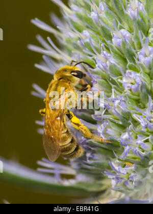 Il sudore bee (Halictus subauratus), femmina rovistando su eryngo (Eryngium planum), Germania Foto Stock