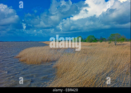 Zona reed durante le tempeste vicino Sandstedt, nella contea di Cuxhaven, Germania, Bassa Sassonia Foto Stock