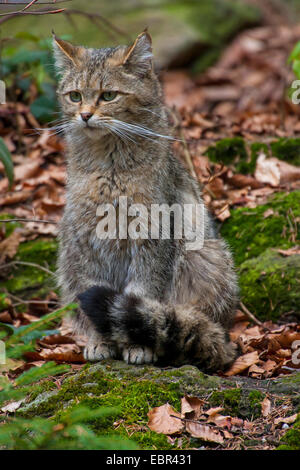 Gatto selvatico europeo, foresta gatto selvatico (Felis silvestris silvestris), seduto su una pietra di muschio in una foresta, in Germania, in Baviera, il Parco Nazionale della Foresta Bavarese Foto Stock