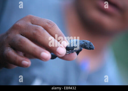 Tartaruga Verde, rock tartaruga, carne (tartaruga Chelonia Mydas), appena tratteggiato tartaruga Oceano ad una natura area di protezione, Messico Oaxaca Foto Stock