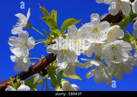 Ciliegio (Prunus spec.), ornamentali in fiore ciliegio Foto Stock