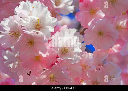 Ciliegio (Prunus spec.), ornamentali in fiore ciliegio Foto Stock