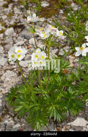 Anemone narciso, Narcisi a fiore (Anemone narcissiflora Anemone, Anemonastrum narcissiflorum), fioritura, Germania Foto Stock