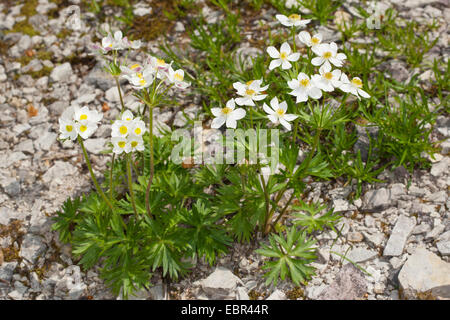 Anemone narciso, Narcisi a fiore (Anemone narcissiflora Anemone, Anemonastrum narcissiflorum), fioritura, Germania Foto Stock