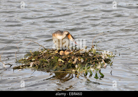 Svasso maggiore (Podiceps cristatus), cova i pulcini, in Germania, in Renania settentrionale-Vestfalia Foto Stock