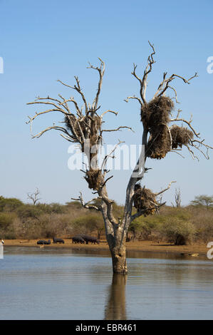 Ippopotamo, ippopotami, comune ippopotamo (Hippopotamus amphibius), allevamento presso un lago con un albero in piedi in acqua, Sud Africa, Krueger National Park, Sabie inferiore Foto Stock