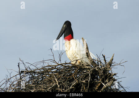 Jabiru Aeroporto (Ephippiorhynchus mycteria), il nido, Brasile, Pantanal Foto Stock