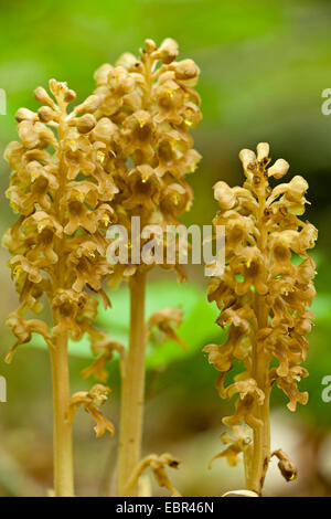 Bird's-nest orchid (Neottia nidus-avis), fioritura, in Germania, in Renania Palatinato, Wald Foto Stock