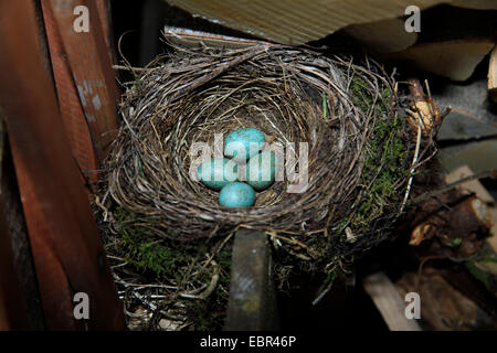 Merlo (Turdus merula), il nido con le uova in una catasta di legna da ardere in giardino, Germania Foto Stock
