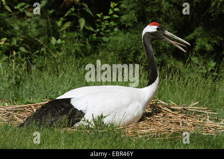 Gru sarus (Grus antigone), allevamento Foto Stock