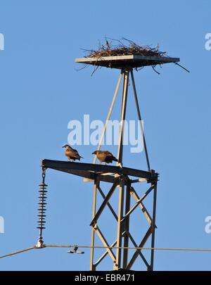 Nibbio, giallo-fatturati kite (Milvus migrans), in coppia con nido su un polo di alimentazione, Spagna, Andalusia, Coto de Donana Parco Nazionale Foto Stock