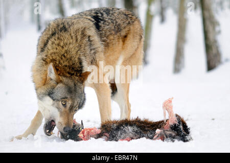 Unione lupo (Canis lupus), si alimenta il cadavere di una capra, Germania Foto Stock