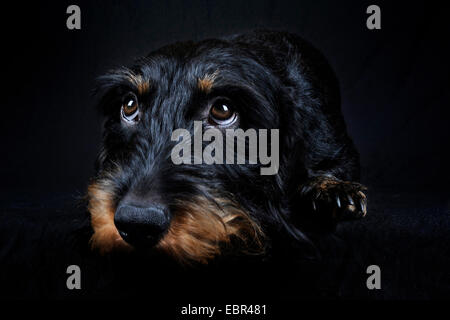 Wire-haired bassotto, Filo-dai capelli del cane di salsiccia, cane domestico (Canis lupus f. familiaris), giacente bassotto davanti a sfondo nero, Europa, Germania Foto Stock