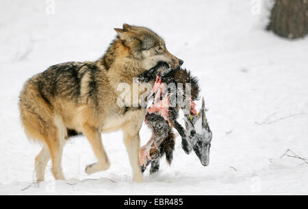 Unione lupo (Canis lupus), con il cadavere di una capra nella sua bocca, Germania Foto Stock