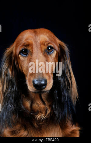 Con i capelli lunghi Bassotto a pelo lungo cane salsiccia, cane domestico (Canis lupus f. familiaris), ritratto di fronte a sfondo nero, Germania Foto Stock