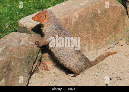 Indiano La Mangusta grigio, grigio comune Mongoose (Herpestes edwardsii), sta in piedi in una pietra Foto Stock