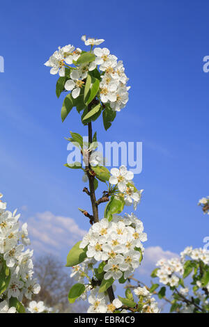 La pera comune (Pyrus communis), blooming twig, Germania Foto Stock