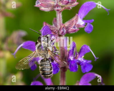 Leafcutter bee, Leafcutter-bee (Megachile ericetorum, Chalicodoma ericetorum, Pseudomegachile ericetorum), maschio rovistando su salvia (Salvia), Germania Foto Stock