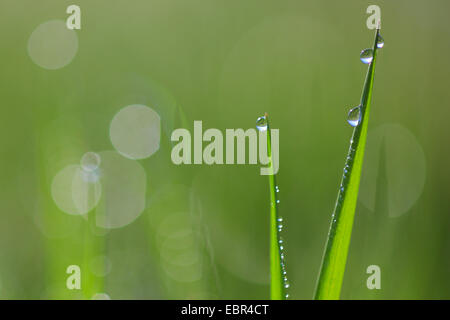 Lame di erba con dewdrops, Svizzera Foto Stock
