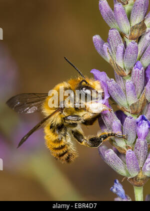 Megachile maritima (Megachile maritima), maschio rovistando in inglese (lavanda Lavendula angustifolia), Germania Foto Stock