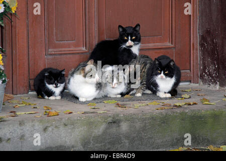 Il gatto domestico, il gatto di casa (Felis silvestris f. catus), gruppo di gatti di casa di fronte a una porta anteriore, Germania, il Land Brandeburgo Foto Stock