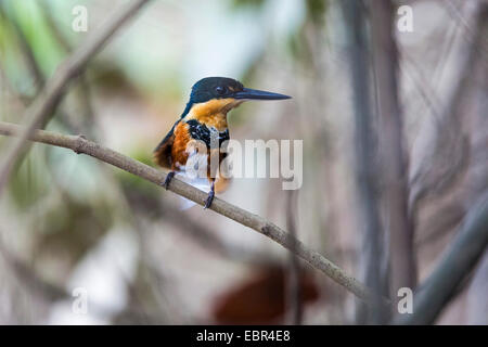 Il Martin pescatore pigmeo (Chloroceryle aenea), femmina seduto su un ramo, Costa Rica, Rio Tarcoles Foto Stock