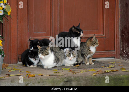 Il gatto domestico, il gatto di casa (Felis silvestris f. catus), gruppo di gatti di casa di fronte a una porta anteriore, Germania, il Land Brandeburgo Foto Stock