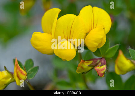 Alpine-birdsfoot trefoil (Lotus alpinus), fioritura, Svizzera Foto Stock