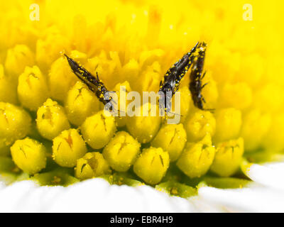 Thrips (Suocerathrips lingus), a Margherita occhio di bue fiore (Leucanthemum vulgare), Germania Foto Stock