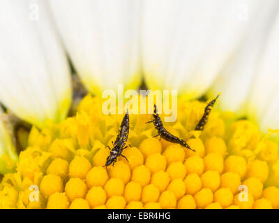 Thrips (Suocerathrips lingus), a Margherita occhio di bue fiore (Leucanthemum vulgare), Germania Foto Stock