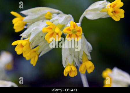Cowslip primula (Primula veris), infiorescenza, Germania Foto Stock