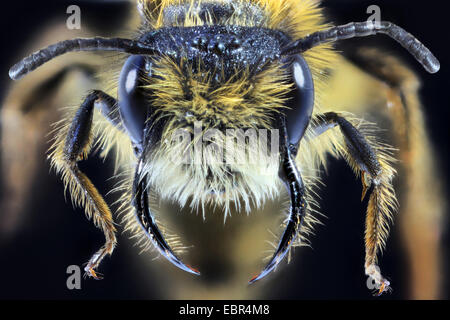 Inizio Mining Bee (Andrena haemorrhoa), ritratto, Germania Foto Stock