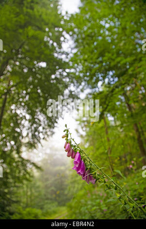 Foxglove comune, viola foxglove (Digitalis purpurea), in corrispondenza del suo habitat della foresta, GERMANIA Baden-Wuerttemberg, Odenwald Foto Stock