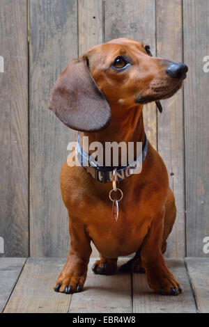 A pelo corto Bassotto a pelo corto salsiccia cane, cane domestico (Canis lupus f. familiaris), seduta bassotto, Germania Foto Stock