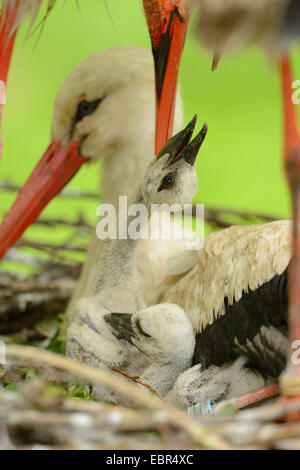 Cicogna bianca (Ciconia ciconia), e squeakers nel nido, Germania Foto Stock