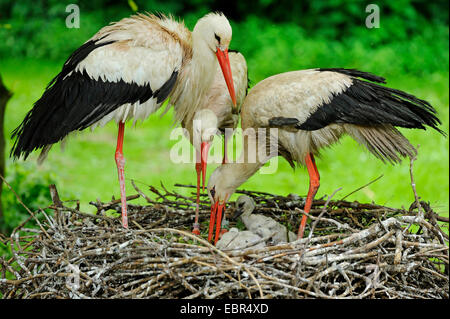 Cicogna bianca (Ciconia ciconia), storck famiglia nel nido, Germania Foto Stock
