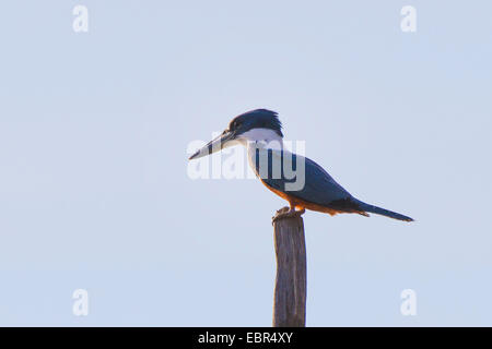 Di inanellare kingfisher (Megaceryle torquata), seduto su un palo di legno, Costa Rica Foto Stock