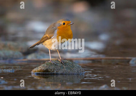 Unione robin (Erithacus rubecula), seduto su una pietra in un ruscello, in Germania, in Baviera, Isental Foto Stock