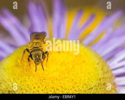 Il sudore bee (Halictus subauratus), femmina rovistando su annuale (fleabane Erigeron annuus), Germania Foto Stock