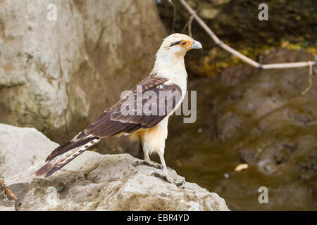 Giallo-testa (caracara Milvago chimachima), seduto su una pietra presso la banca di fiume, Costa Rica, Rio Tarcoles Foto Stock