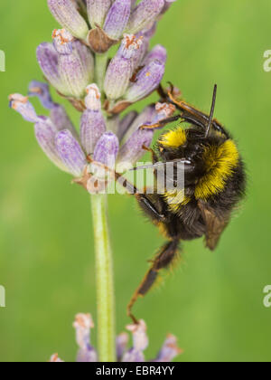 Red-tailed Bumble Bee (Bombus lapidarius, Pyrobombus lapidarius, Aombus lapidarius), maschio rovistando nella versione inglese di lavanda, Germania Foto Stock