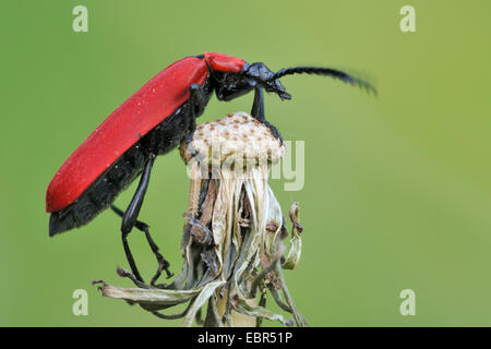Scarlet fire beetle, cardinale beetle (Pyrochroa coccinea), seduto su un impianto, Germania Foto Stock