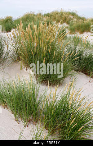 Spiaggia di erba, beachgrass europea, marram erba, psamma, sabbia di mare-reed (Ammophila arenaria), dune con beachgrass, Germania, Schleswig-Holstein, Isola di Helgoland Foto Stock