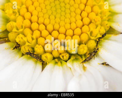 Thrips (Suocerathrips lingus), a Margherita occhio di bue fiore (Leucanthemum vulgare), Germania Foto Stock