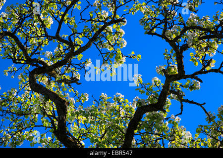 La pera comune (Pyrus communis), la fioritura dei rami di un albero di pera, Svizzera, Zuercher bernese Foto Stock