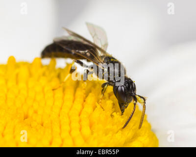 Spined giallo-faccia (Hylaeus cornutus), maschio rovistando su Margherita occhio di bue, Germania Foto Stock