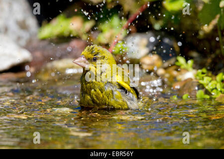 Western verdone (Carduelis chloris), maschio balneazione, Germania Foto Stock