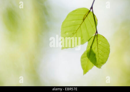 Comune di faggio (Fagus sylvatica), Giovani foglie con gocce di rugiada, GERMANIA Baden-Wuerttemberg, Odenwald Foto Stock